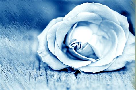 Download Blue Nature Rose HD Wallpaper