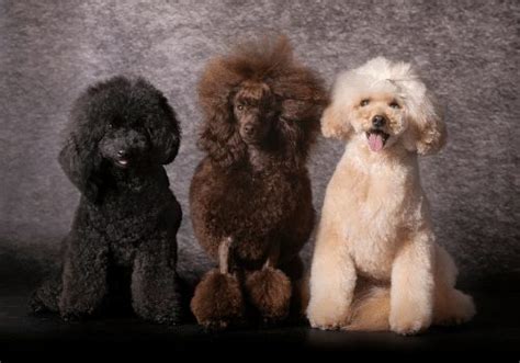 Poodle Colors: 12 Amazing Color Variations From Common To Rare