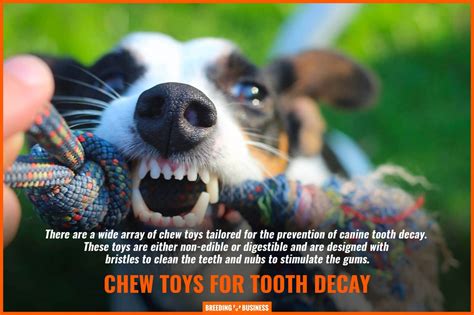 Tooth Decay In Dogs – Frequency, Prevention, Treatment & FAQs