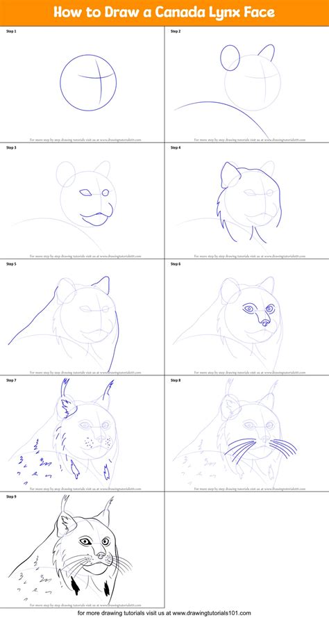 How to Draw a Canada Lynx Face printable step by step drawing sheet : DrawingTutorials101.com