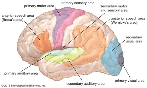 Human nervous system - Brain Lobes, Cortex, Neurons | Britannica