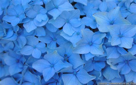 Blue Flower Wallpapers - Wallpaper Cave