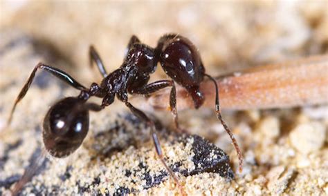 Little Black Ant Control | Gregory Pest Solutions