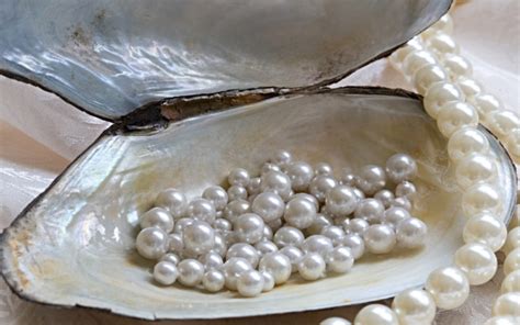 Does Every Oyster Have a Pearl? | Wonderopolis