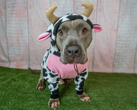 Pitbull Cow Costume custom Pitbull Sweatshirt Hoodie Pitbull - Etsy