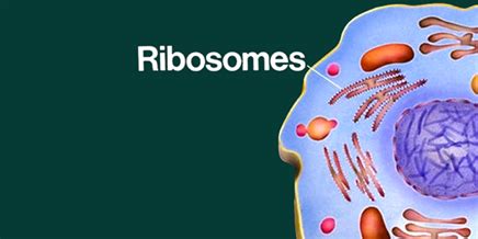 Ribosome - Structure, Function and Location of Ribosome in a Cell