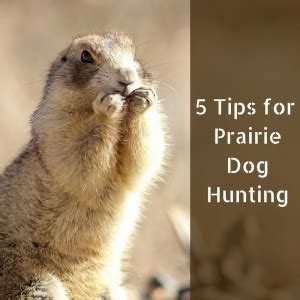 5-tips-for-prairie-dog-hunting-1 - Area 1 Sports