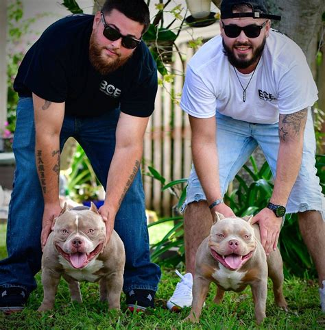 THE EXTREME AMERICAN BULLY - TRI COLOR POCKET BULLY PUPPIES - VENOMLINE