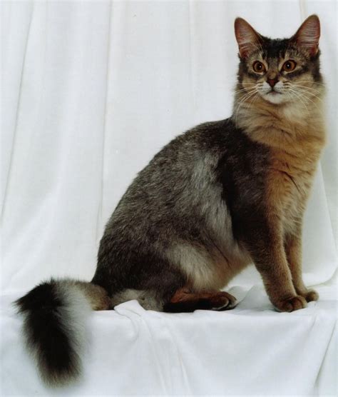 Somali Cat - Ruddy Silver Somali