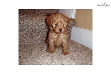 Yorkiepoo - Yorkie Poo puppy for sale near Wilmington, North Carolina | 75b5ec58-ebb1