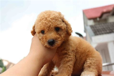 LovelyPuppy: Brown Color Female Toy Poodle@RM650 ONLY!!!