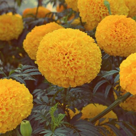 Marigold meaning: discover the true meaning of this beautiful yellow flower