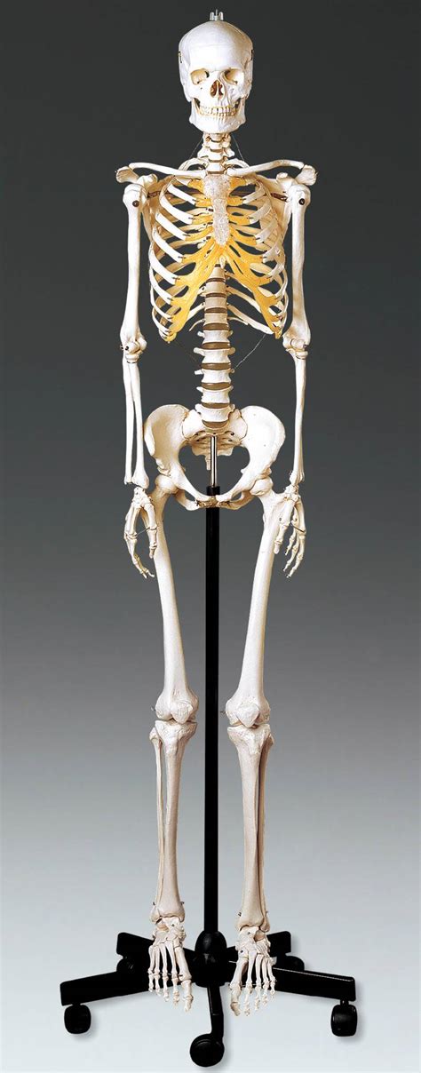 Adult Female Skeleton Model Anatomical Chart Company QS108