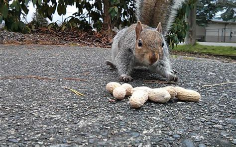 Sexy Wallpaper: Beautiful Gray Squirrel Eating Peanuts - Animal Wallpapers