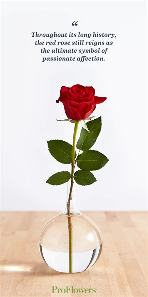 History and Meaning Behind Red Roses - ProFlowers Blog | Red roses, Single red rose, Rose flower ...