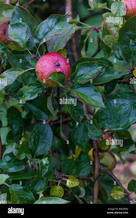 Apple varieties. Apple County Cider Stock Photo - Alamy