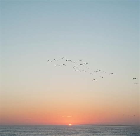 Birds Flying Over Ocean At Sunset by Marlene Ford