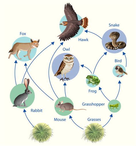 Animal Food Chain Diagram