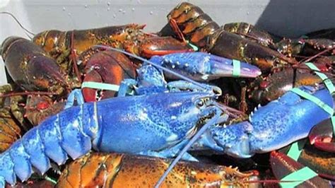 Rare haul: Blue lobster caught in Massachusetts | Fox News