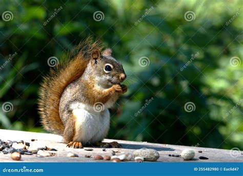 Squirrel eating peanuts stock photo. Image of small - 255482980