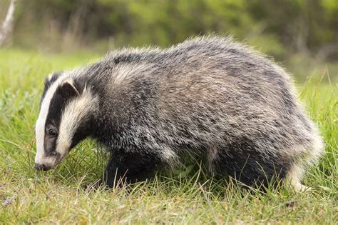 These 7 Cool Facts Show the Secret Lives of Badgers | PETA