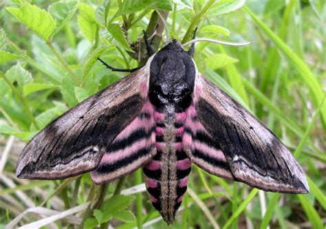 (Ash) Hawk Moth - The Ash Project - Kent Downs