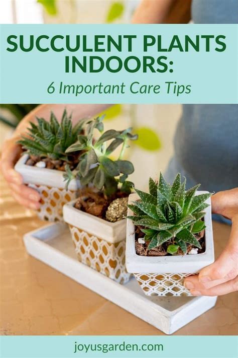 Fabulous Info About How To Take Care Of Succulent Plants - Philosophypeter5