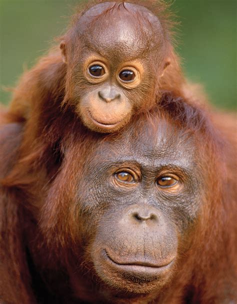 Orangutan & Baby (Mini) Jigsaw Puzzle | PuzzleWarehouse.com