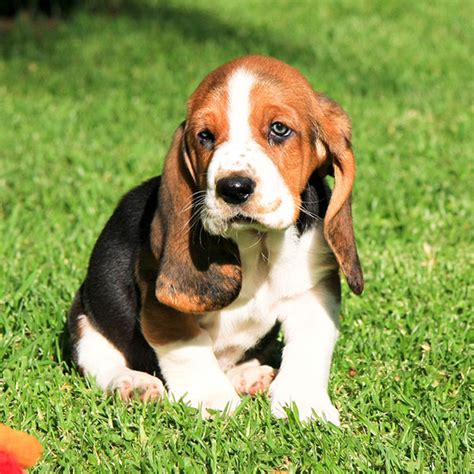 #1 | Basset Hound Puppies For Sale By Uptown Puppies