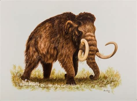 Woolly Mammoth - Bering Land Bridge National Preserve (U.S. National Park Service)