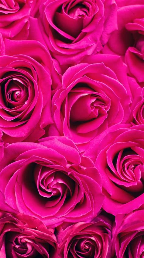 Hot Pink Flower Wallpapers on WallpaperDog