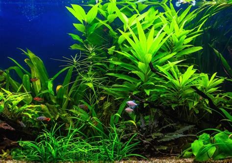 11 Best & Easiest Freshwater Aquarium Plants for Beginners (2021)