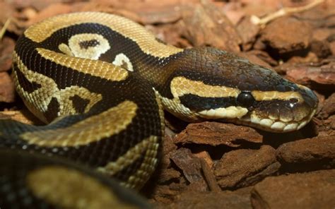 Snake Mites: Identifying & Getting Rid Of Them (Fast)