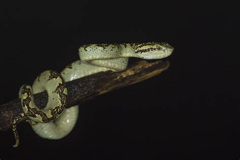 Malabar pitviper | Rahul Alvares