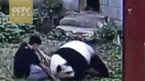 Attacking Panda Bear