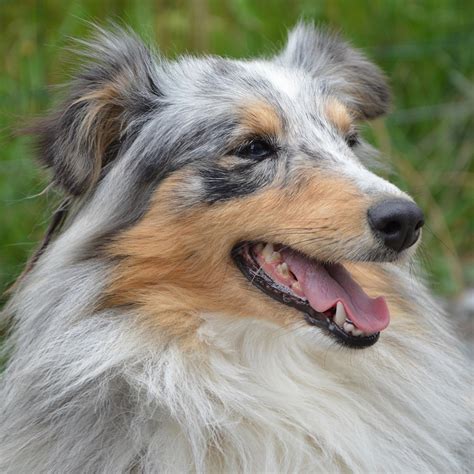 Shetland Sheepdog Pedigree Database