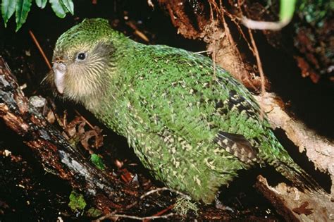 Featured Creature: Kakapo | Blog | Nature | PBS