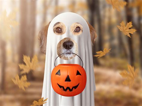 Ghost Dog Halloween Pet Cutout Halloween Digital Background Backdrop Fall Background Pet ...