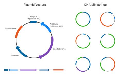 DNA Cloning Vectors | BioRender Science Templates