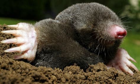 How to Tell the Difference Between Moles & Voles | Home & Garden Information Center