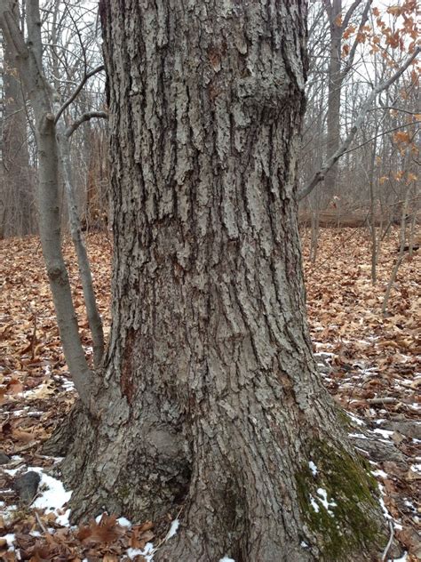 Red maple, bark and trunk – The Sanguine Root