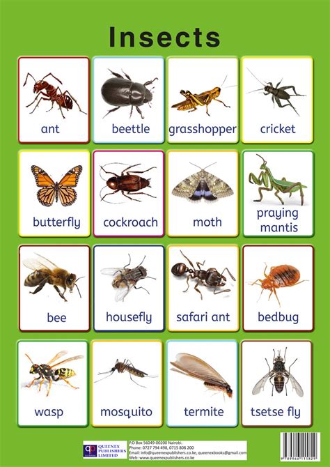 Insects - Queenex Publishers Limited