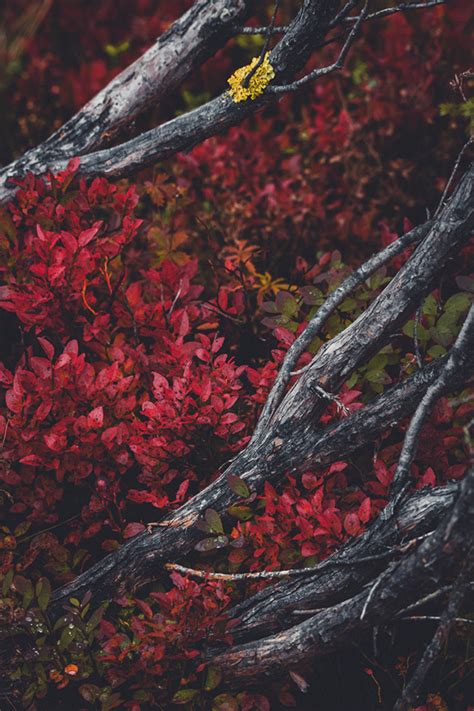 THE COLORS OF AUTUMN – Norway :: Behance