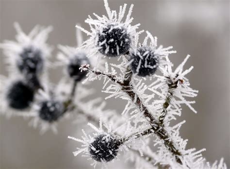 Most Blueberry Cultivars Are Winter Hardy - But These 5 Steps Will Ensure They Survive ...