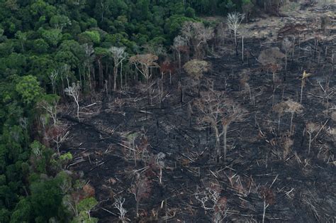 Deforestation in Amazon Rainforest Rose By 17% In 2020 – The Wire Science