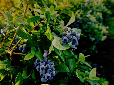 Pruning Blueberry Plants