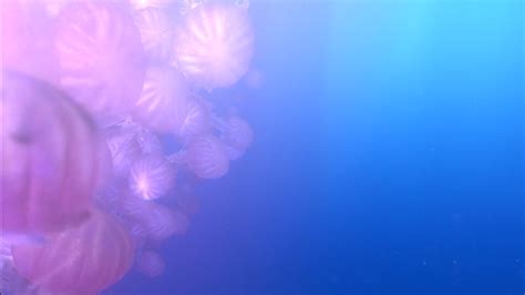 Finding Nemo Movie Jellyfish - 1920x1080 Wallpaper - teahub.io