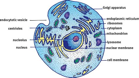 Eukaryotic Cell Anatomy