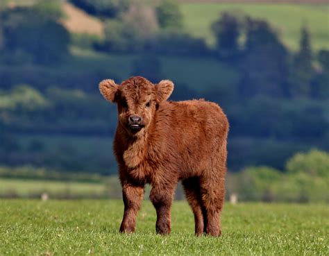 Brown calf, Calf, Cow, Fluffy HD wallpaper | Wallpaper Flare