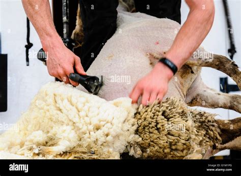 A man uses clippers to shear a sheep fleece at a sheep shearing competition Stock Photo - Alamy